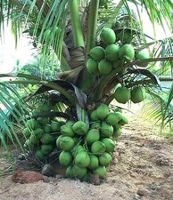 LIVE XL COCONUT PLANT Green Dwarf 1 - 3 Foot Cocos nucifera palm edible fruit picture