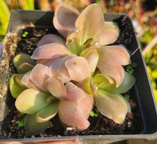 Pinguicula 'Pirouette', Tropical Butterwort, Mexican Butterwort picture
