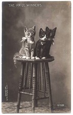 real photo Cat Cats ' Prize Winners 