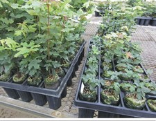 Big Tooth Maple Trees 3 Per Order picture