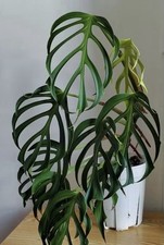 RARE AUTHENTIC Monstera Burle Marx Flame 1 live rooted plant cuttings picture