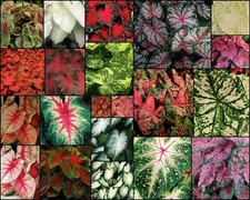 Fancy-Leaf Mix CALADIUM Bulbs~MIXED Colors~YOU CHOOSE QUANTITY~Red/Pink/White picture
