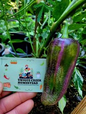 Dreamcatcher x FMJ Pepper 10 Seeds Farmers Market Jalapeno cross Variegated picture