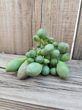 Adromischus Oviforme Succulent Cluster rare Imported Succulent Live picture