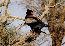 Bateleur Southern Africa vintage postcard n682 picture