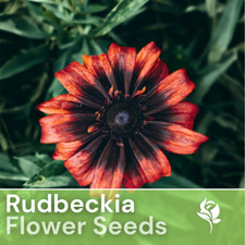 Sunset Black Rudbeckia Seeds 125+ Seeds Annual Flower Seeds Garden picture