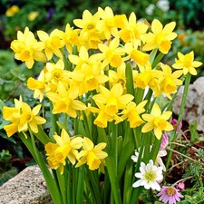 Garden State Bulb Narcissus Tete-a-Tete Daffodil Flower Bulbs, 12/14cm picture