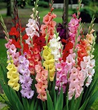 Gladiolus Twenty Mixed Color Blend Tall Flower Bulbs Corms  10/12CM picture