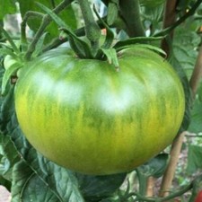 50+ Aunt Ruby's Green German Tomato Seeds, NON-GMO. picture