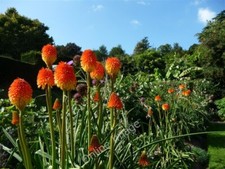 Photo 6x4 Mid Devon : Knightshayes Court, Flowers in the Allotment Chetti c2009 picture