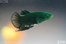 ULTRA RARE HULK  I GREEN EYED BETTA MALE HMPK GOLDEN GHOST EMERALD | BOM-B281 picture