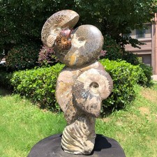 19.16 LB Natural Polished Ammonite Fossil Cluster Specimen Multiple Ammonites picture