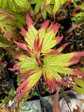 Japanese maple Eight Varieties of your choice (50 to Choose from) New Choices picture
