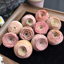 3/6/12PCS Rare Mountain Rose Succulents Live Plants Greenovia- Pink Succulent picture