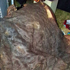 Fresh Tanned Wild Montana Yellowstone Bison Buffalo Robe Blanket Leather Antler picture