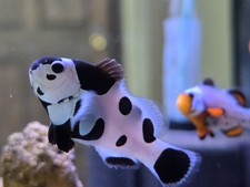 1-BLACK STORM CLOWNFISH RARE Collectors Clown (one) - All Similar  2