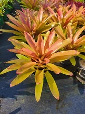 Bromeliad Neoregelia Martin picture