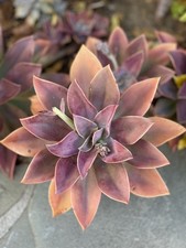 Rare Graptoveria Dusty Pink Rosette Succulent Rooted Live Plant 6-7 Inch 1-Head picture