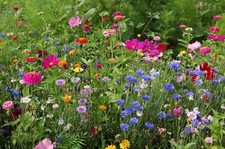 Northeast Wildflower Seed Mix, 19 Stunning Annuals & Perennials,  picture