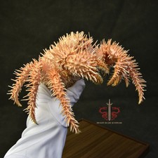 Crab specimen rare Paralomis histr, museum-quality taxidermy & display box picture