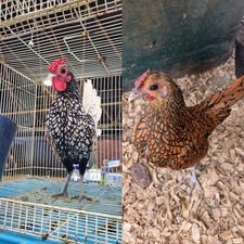 10+2 Silver & Golden Sebrights 100% Pure Fertile Hatching Eggs. Monday picture