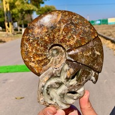 1.66LB Rare Natural Tentacle Ammonite Specimen  Healing Crystal picture