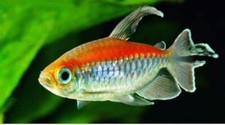5 CONGO TETRA FISH | TOP QUALITY | TOP USA REPUTABLE SELLER | UPS SHIPPING picture