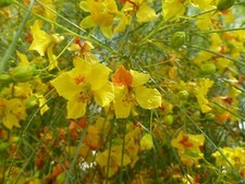 Parkinsonia aculeata, Mexican Palo Verde, Jerusalem Thorn -  20 Se eds picture