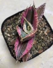 1pc Rare Red Abdominal Variegated Agave One Plant One Shot picture