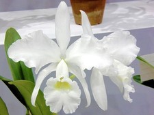 Cattleya jenmanii var. alba #5 picture