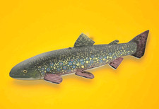 Paul Lutonsky Wood Carved Brook Trout Folk Art Decoy 16.5