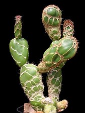 3PCS Raresucculent Opuntia zebrina cactus Succulent potted Home （rootless）5-8CM picture