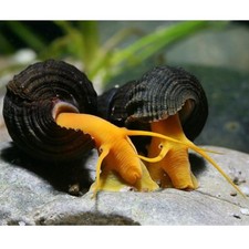 3 Orange Poso Rabbit Snail  picture