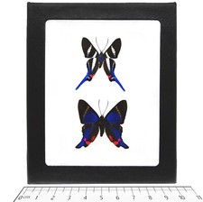 Rhetus ARCIUS + PERIANDER blue white red butterflies Peru picture