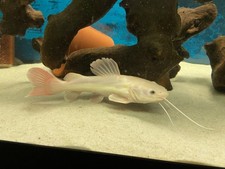 Panda Albino SA Redtail Catfish 3-3.5