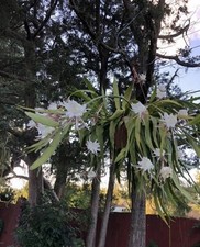 Epiphyllum Oxypetalum (Queen of the Night Orchid Cactus) Well-rooted Live Plant picture