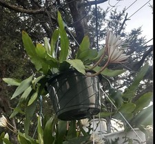 Epiphyllum Oxypetalum (Queen of the Night Orchid Cactus Plant Well Rooted picture