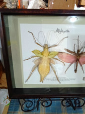 Real Framed Jungle Nymph Pair Taxidermy Heteropteryx Dilatata Shadowbox Insect picture