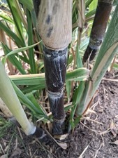 *LOUISIANA HEIRLOOM  BLACK SUGARCANE  SYRUP  3 CUTTINGS  ORGANIC * picture