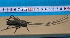 Japanese Articulated Copper Bronze Grasshopper Insect Jizai Okimono Figure Rare picture