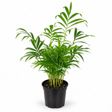 Live Parlor Palm Chamaedorea elegans in 4