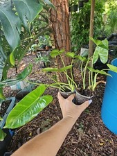 2pc Burle Marx Philodendron  Green Leaf rooted Live Plant multi grow NO CUTTING picture