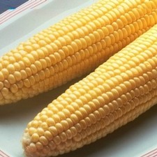 Sweet Corn Seed: Bodacious Sweet Corn Seed Fresh Seed   picture
