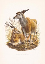 1960 COMMON ELAND Print - Vintage Animal Wall Art Decor - 7.5 x 10.6 Inches picture