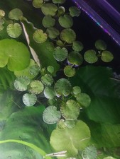 ***READ DESCRIPTION*** Rare Tiger Striped Frogbit Floating Aquarium Plant picture
