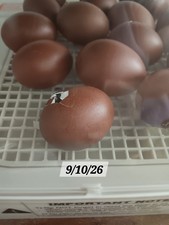 6+ French Black (Blue) Copper Marans, Hatching Eggs,  Quality From Dark Eggs picture