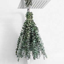 10 Pcs Dried Eucalyptus Stems 17