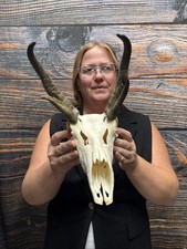 Pronghorn Antelope Skull Animal Mount Cabin Western Yard Decor Head Art Craft picture