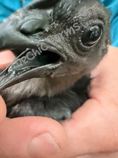 Ayam Cemani 12 Hatching Eggs – Fresh Fertile – Shipped 1–2 Days Old  picture