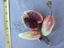 500+ Fresh Organic Arizona Saguaro Cactus Seeds - Carnegiea Gigantea picture